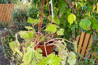 Meet My Begonia ‘Golden Swallowtail’