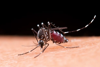 Dengue: Causes, Symptoms, Prevention, and Treatment