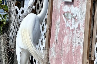 The Colorful World of Florida Gulf Coast Male Birds: A Look at their Striking Features during…