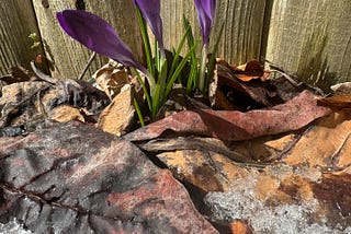 purple crocus flowers with snow and last year’s persimmon leaves