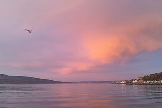 picture of a seagull gliding above the bay, the clouds are coloured by a rose pink sunset and indigo sky, these colours are reflected in the water.