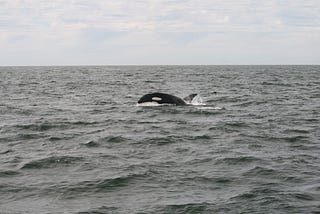 A killer whale rises above the surface of a grey sea on Canada’s West Coast. The sky is overcast with patches of blue showing through the clouds, and the white eye patches of the orce are visible above the waves.