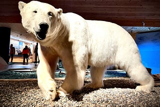 Tracking Polar Bears in the Arctic