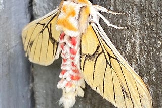 What Should I Name This Moth In Uganda?