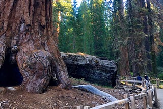 Two people stand on the trail by the base of an enormous tree