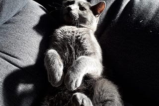 CATS??? Hell No