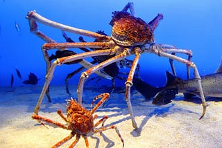 The Weirdest Animals in the Ocean