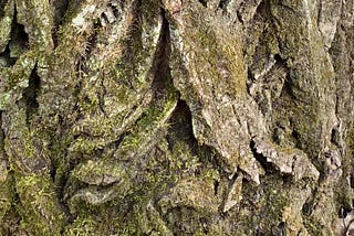 Craggy bark of an old silver maple tree, covered with moss and lichens. Townsend, WI USA. Image credit: Laurel Haak. CC-BY-4.0