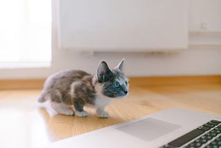 How Blogging Can Boost Your Pet Service Business