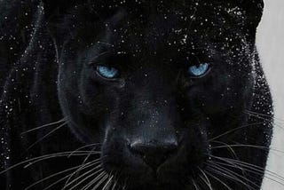 Panther Rising