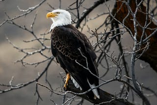 Why the Mississippi River Feels Like Home to Me