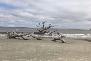 Beach with sand and dried tree trunks sticking up from sand and ocean water. Sky full of white clouds in upper section of photo.