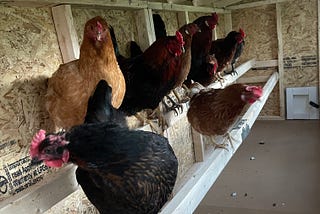 Stories from the Coop: Moving on up for the Chickens