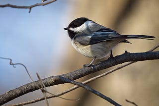 Of Chickadees, Blogging, and Photography