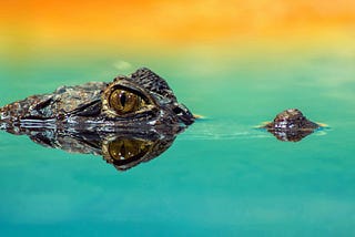 Predator