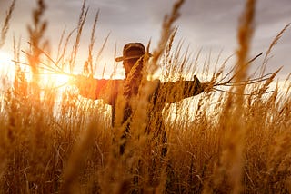 Strawman (scarecrow) in a field of wheat