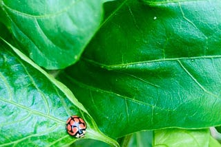 A ladybug visiting the vegetable patch.