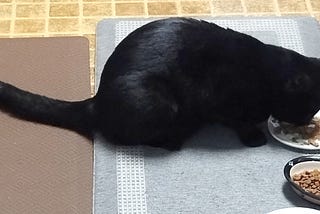 Bosco, an all-black short-haired cat, eating his breakfast.
