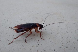 It’s Time for You to Rethink Your Views on Cockroaches