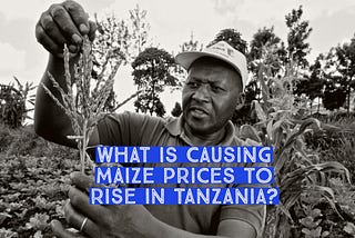 What Is Causing Maize Prices To Rise In Tanzania?