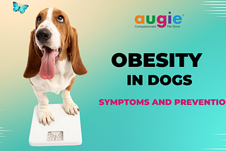 Obesity in Dogs — Symptoms and Prevention