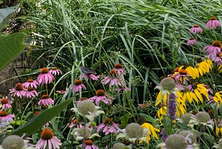 My Garden, AKA Me Being Tiresome, Talking About 30 Square Feet