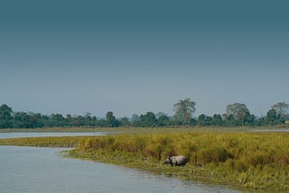 Experience the Thrill of My Kaziranga Adventure — Captivating Photos Inside!
