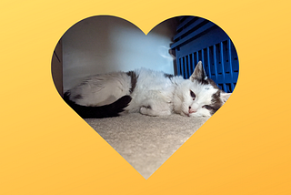 Black and white cat relaxing on a carpet, within a heart-shaped frame, on top of a yellow background.