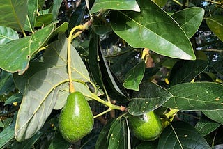 The Avocado Tree