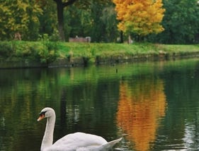 Wageningen Swan