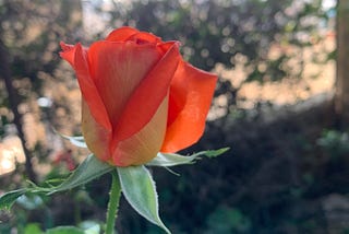 Palestine rose
 (Photos by the author in Ramallah, Palestine, Oct. 13–14, 2023)