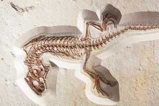 Using Fossil — Version Control System