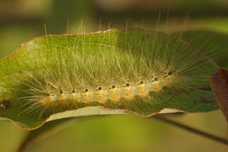 Crowd-sourced science sheds light on how new species form