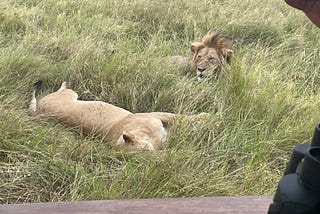 A lioonnes sleeping on her side with a lion next to her that is looking out into the distance