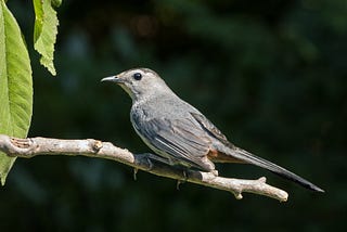 a sleek gray bird perched on a bare branch