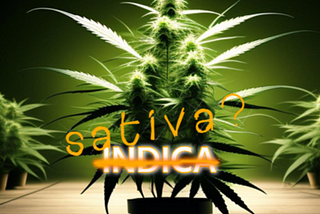 Indica and Sativa Don’t Exist It’s Just Marketing