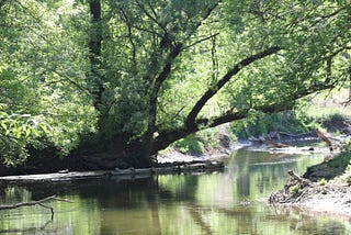 Snakes and turtles and toads…Oh my! Enjoying nature and family on an after-school hike