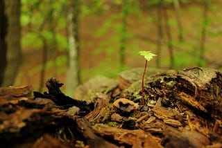 From Rankings to Discovery: The Quiet Evolution of SEO Philosophy