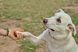 train a dog? The training techniques