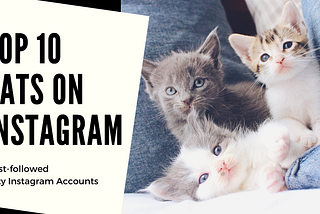 Top 10 Cat Influencers on Instagram