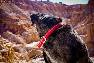 A dog looks longingly at carved, pink sandstone canyons and hoodoos as he waits for his humans to go hiking.