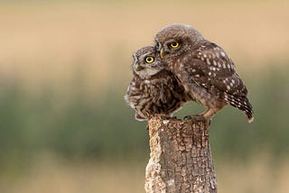 Two small owls pose on a stump against a green and beige background
