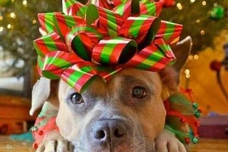 12 Dogs of Christmas