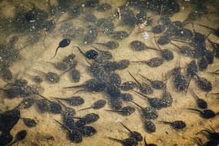 BREAKING NEWS: Congress Passes “Reproductive Accountability Act” for Seminal Emissions