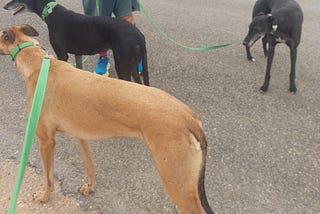 Is Adding More Two More Greyhounds To The Household, A Good Idea, Or Not?