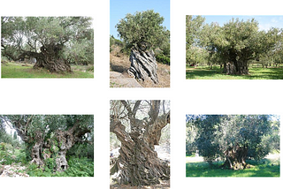 ΒΙΟ_ΜΝΗΜΕΣ: THE PERENNIAL OLIVE GROVES AND OLIVE TREES : Recording, Capturing, Dating and…