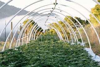 California’s Emerald Triangle is where Cannabis is cultivated in abundance