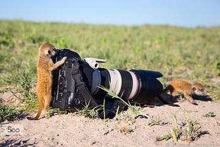 WILDLIFE PHOTOGRAPHY ADVICE FOR VISITORS