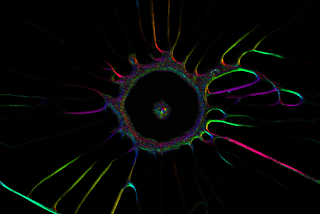 An image of a slime mold simulation titled Rainbow Tendrils