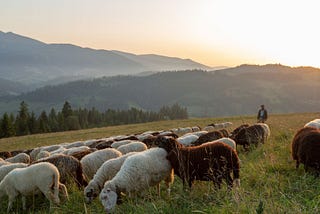 The Vision of Pastoring: CEO or Ancient Near-Eastern Shepherd